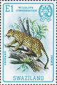 Leopard (Panthera pardus)