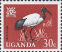 African Sacred Ibis (Threskiornis aethiopicus)