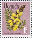 Peanut Butter Cassia (Senna didymobotrya)