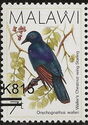 Waller's Starling (Onychognathus walleri)