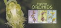 Native Orchids of Australia