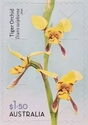 Tiger Orchid (Diuris sulphurea)