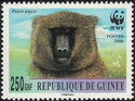 Guinea Baboon (Papio papio)