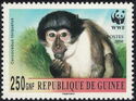 Collared Mangabey (Cercocebus torquatus)