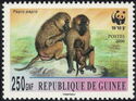 Guinea Baboon (Papio papio)