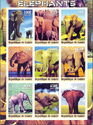 Elephants