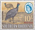 Helmeted Guineafowl (Numida meleagris)