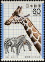 Giraffe (Giraffa camelopardalis), Zebras (Equus quagga sp.) 
