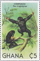 Chimpanzee (Pan troglodytes)