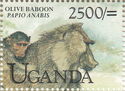 Olive Baboon (Papio anubis)