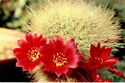 Cacti. Rebutia senilis var. elegans