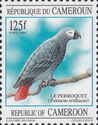 Grey Parrot (Psittacus erithacus)