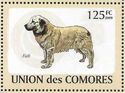 Aidi (Canis lupus familiaris)