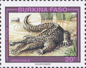 West African Crocodile (Crocodylus suchus)