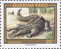 West African Crocodile (Crocodylus suchus)
