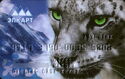 AIYL Bank. Snow Leopard