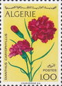 Carnation (Dianthus caryophyllus)
