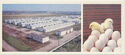 Chuvashia. Novocheboksarsk poultry farm