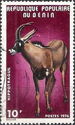 Roan Antelope (Hippotragus equinus)