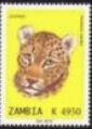 Leopard (Panthera pardus)
