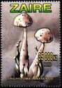 Tricholoma lobayensis