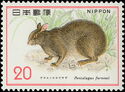 Amami Rabbit (Pentalagus furnessi) 