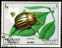 Colorado Potato Beetle (Leptinotarsa decemlineata)