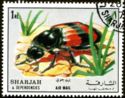 Common Cockchafer (Melolontha melolontha)
