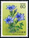 Gentian - Gentiana nipponica