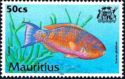 Blue-barred Parrotfish (Scarus ghobban)