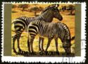 Zebra (Equus sp.)