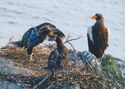 Steller's sea eagle family. Female with chicks