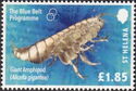 Giant Amphipod (Alicella gigantea)