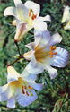 Lilies "Tsentifolium"
