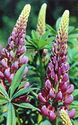 Lupin
