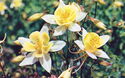 Aquilegia