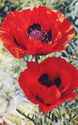 Oriental poppy