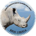 White Rhinoceros (Ceratotherium simum)