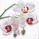 Orchid white (Paper Products)