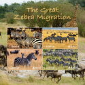 The Great Zebra Migration