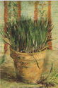 Van Gogh - Flowerpot with Garlic Chives