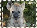 Spotted Hyena (Crocuta crocuta)