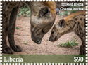 Spotted Hyena (Crocuta crocuta)