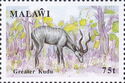 Greater Kudu (Tragelaphus strepsiceros)