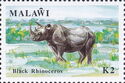 Black Rhinoceros (Diceros bicornis)