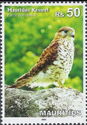 Mauritian Kestrel (Falco punctatus)