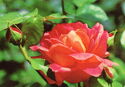 Hybrid tea rose