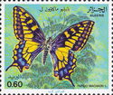 Swallowtail (Papilio machaon)