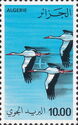 White Stork (Ciconia ciconia)