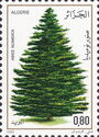 Algerian Fir (Abies numidica)